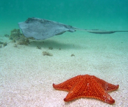 Antigua-Stingray-City3.jpg