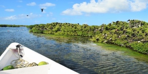 Barbuda-Frigate-Bird-Sanctuary2.jpg