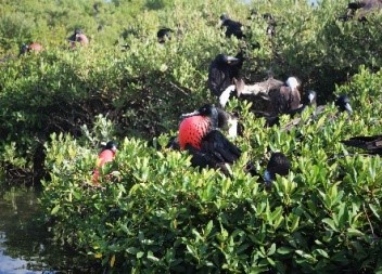 Barbuda-Frigate-Bird-Sanctuary3.jpg