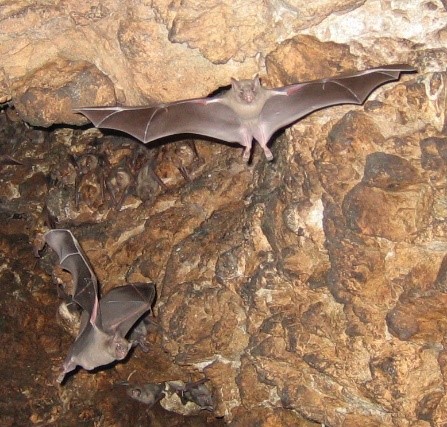 Bat-Cave3.jpg